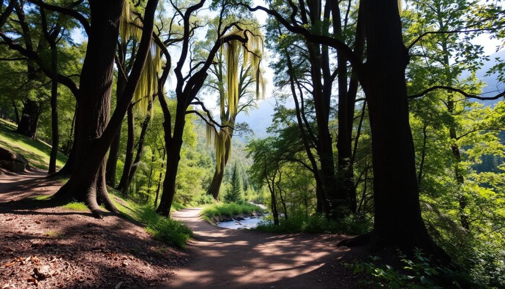 A lush, sun-dappled nature trail winds through a verdant forest. Towering trees with gnarled trunks and cascading canopies line the path, creating a serene and peaceful atmosphere. In the foreground, a well-maintained dirt trail leads the way, dotted with fallen leaves and the occasional rock or root. Midground, the trail opens up to reveal a tranquil stream, its gentle waters reflecting the dappled sunlight. In the background, distant hills and mountains rise up, their slopes covered in a tapestry of greens and browns. The overall scene conveys a sense of calm, natural beauty, and the restorative power of the great outdoors. A lush, sun-dappled nature trail winds through a verdant forest. Towering trees with gnarled trunks and cascading canopies line the path, creating a serene and peaceful atmosphere. In the foreground, a well-maintained dirt trail leads the way, dotted with fallen leaves and the occasional rock or root. Midground, the trail opens up to reveal a tranquil stream, its gentle waters reflecting the dappled sunlight. In the background, distant hills and mountains rise up, their slopes covered in a tapestry of greens and browns. The overall scene conveys a sense of calm, natural beauty, and the restorative power of the great outdoors.